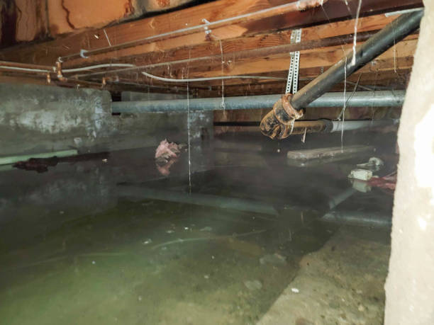 Best Flooded house restoration  in The Colony, TX