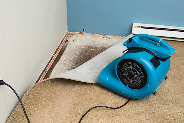 Best Water damage cleanup near me  in The Colony, TX